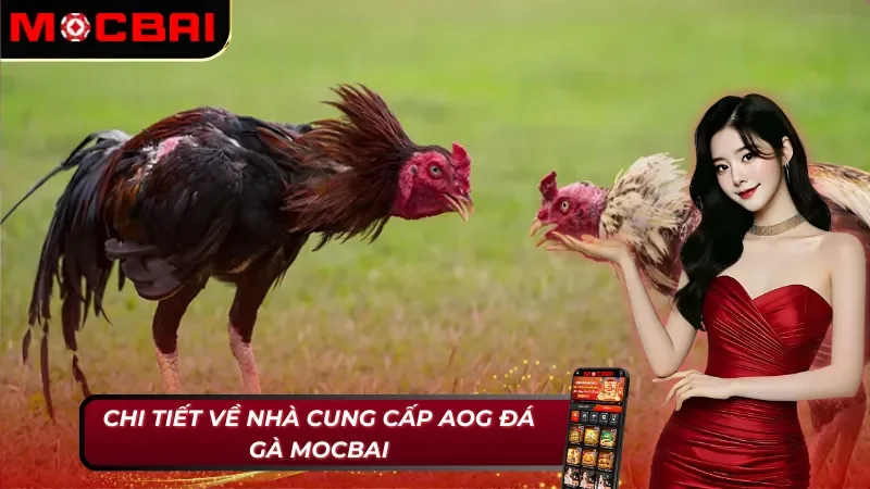 AOG Đá Gà - Đơn Vị Cung Cấp Đá Gà Kịch Tính Và Hấp Dẫn Tại Mocbai 2 Nhà cung cấp đá gà AOG Đá gà Mocbai