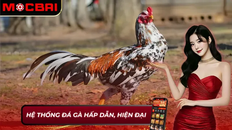 AOG Đá Gà - Đơn Vị Cung Cấp Đá Gà Kịch Tính Và Hấp Dẫn Tại Mocbai 3 AOG Đá gà Mocbai cung cấp sản phẩm đá gà đỉnh cao