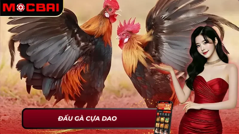 AOG Đá Gà - Đơn Vị Cung Cấp Đá Gà Kịch Tính Và Hấp Dẫn Tại Mocbai 4 Đấu gà cựa dao - AOG Đá Gà Mocbai