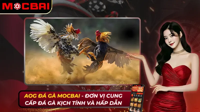 AOG Đá Gà - Đơn Vị Cung Cấp Đá Gà Kịch Tính Và Hấp Dẫn Tại Mocbai 9 AOG Đá gà