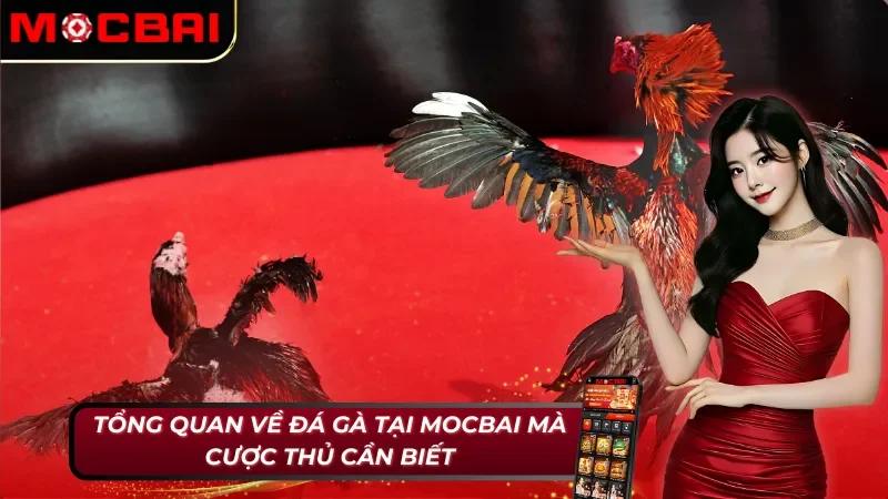 Đá Gà MOCBAI - Thiên Đường Giải Trí Số Một Năm 2026 2 Đôi nét cơ bản về đá gà mà bet thủ cần nắm