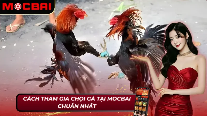 Đá Gà MOCBAI - Thiên Đường Giải Trí Số Một Năm 2026 3 Các bước tham gia đá gà tại Mocbai