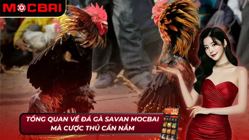 Đá Gà Savan - Khám Phá Loại Hình Đá Gà Nổi Nhất 2026 2 Những nét cơ bản về đá gà Savan tại Mocbai