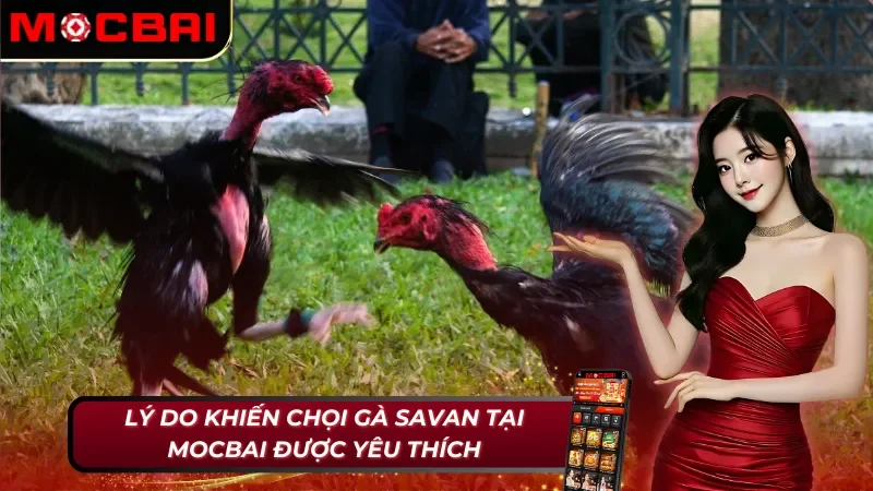 Đá Gà Savan - Khám Phá Loại Hình Đá Gà Nổi Nhất 2026 3 Điểm nổi bật giúp đá gà Savan thu hút hàng triệu lượt tham gia