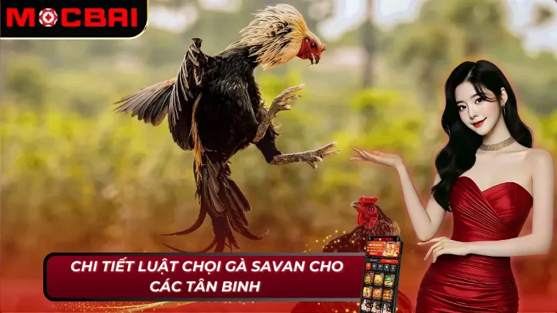 Đá Gà Savan - Khám Phá Loại Hình Đá Gà Nổi Nhất 2026 4 Quy định đá gà Savan tại Mocbai