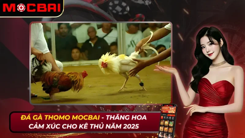 Đá Gà Thomo - Thăng Hoa Cảm Xúc Cho Kê Thủ Mocbai 2026 16 Đá Gà Thomo