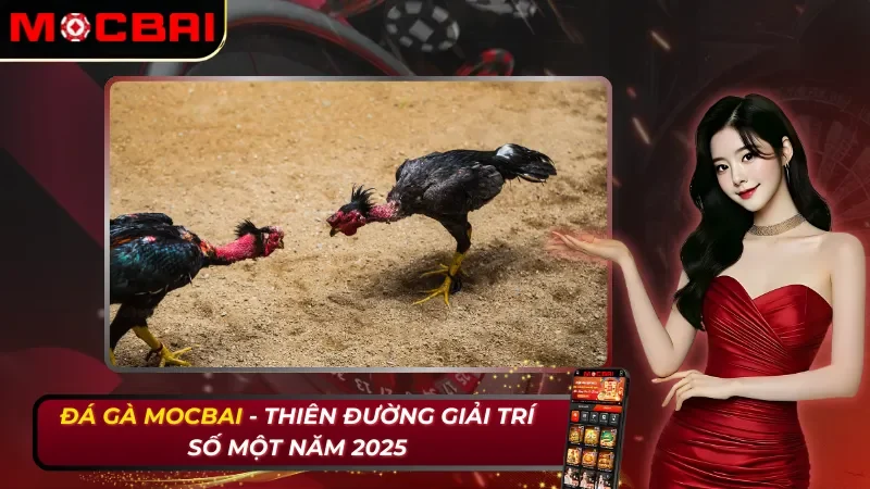 Đá Gà MOCBAI - Thiên Đường Giải Trí Số Một Năm 2026 1 Đá Gà Trực Tuyến - Thiên Đường Giải Trí Số Một MOCBAI Năm 2026